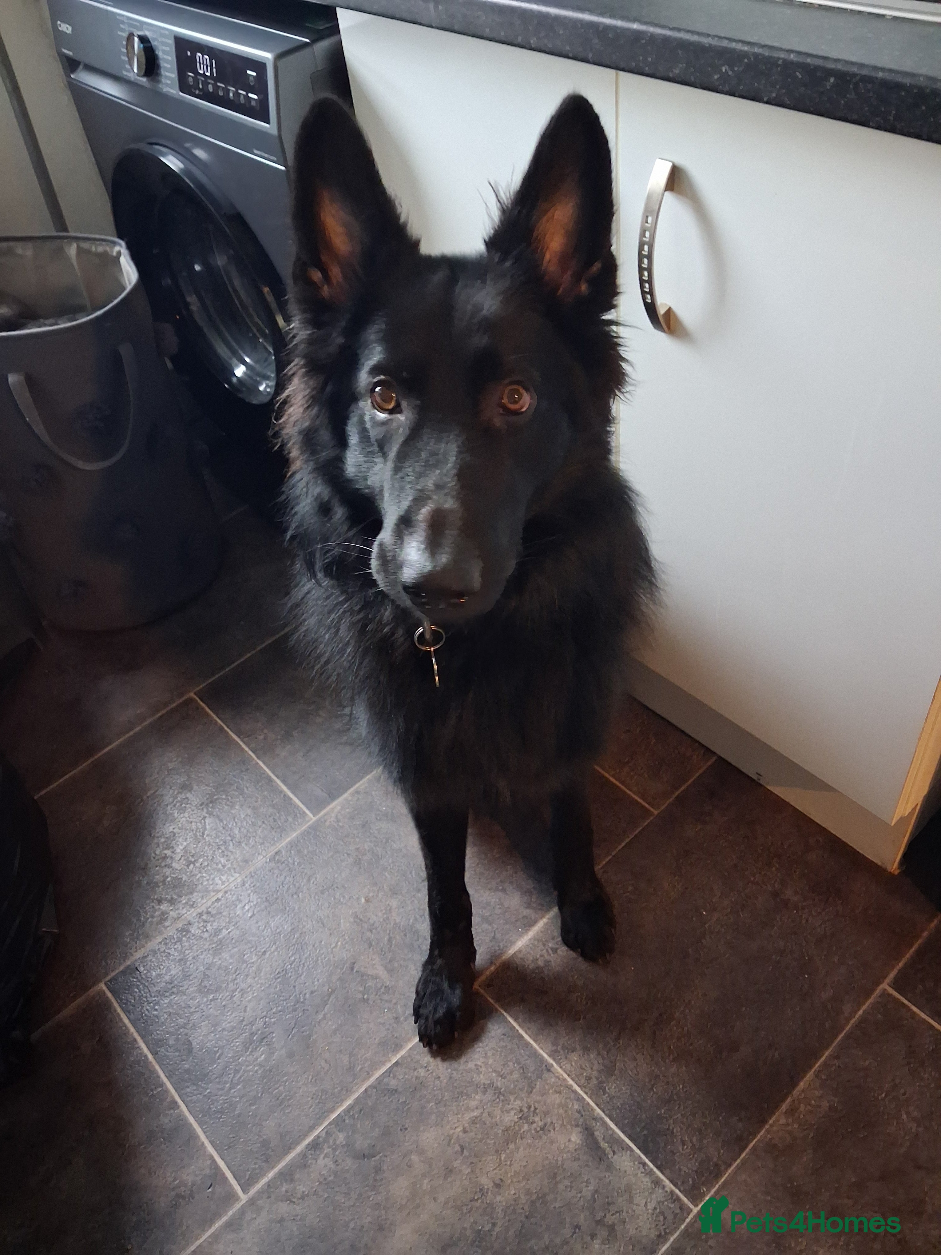 Bruno