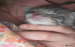 Bengal cats for sale: Pure pedigree bengals avaliable  - Image 10