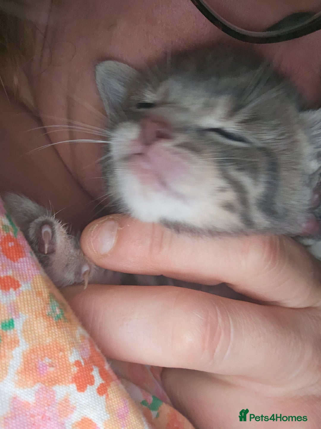 Bengal cats for sale: Pure pedigree bengals avaliable  - Image 10