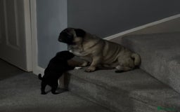 Pug dogs for sale: READY 19/09/25 Boys x2 Pugs - Image 7