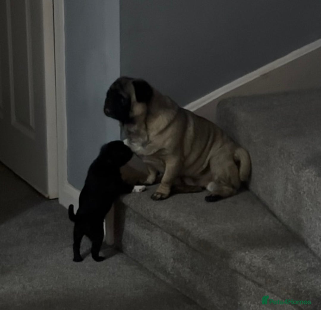 Pug dogs for sale: READY 19/09/25 Boys x2 Pugs - Image 7