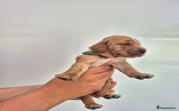 Cocker Spaniel dogs for sale: Kc reg Cocker Spaniels  - Image 6