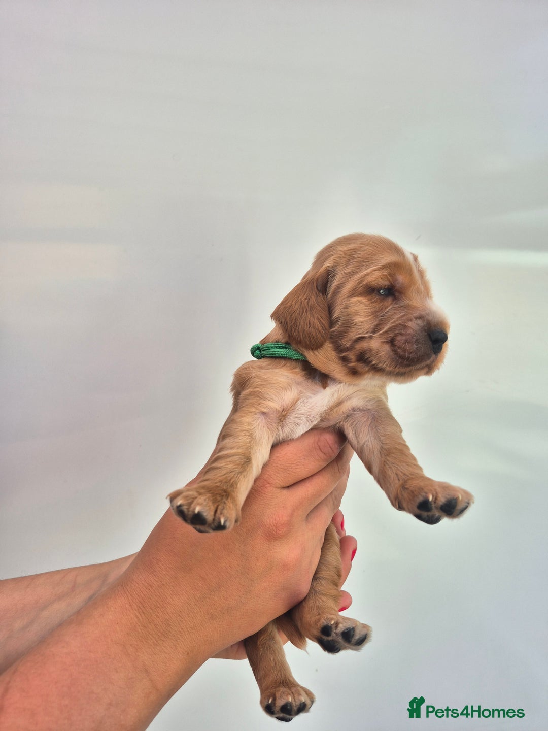 Cocker Spaniel dogs for sale: Kc reg Cocker Spaniels  - Image 6