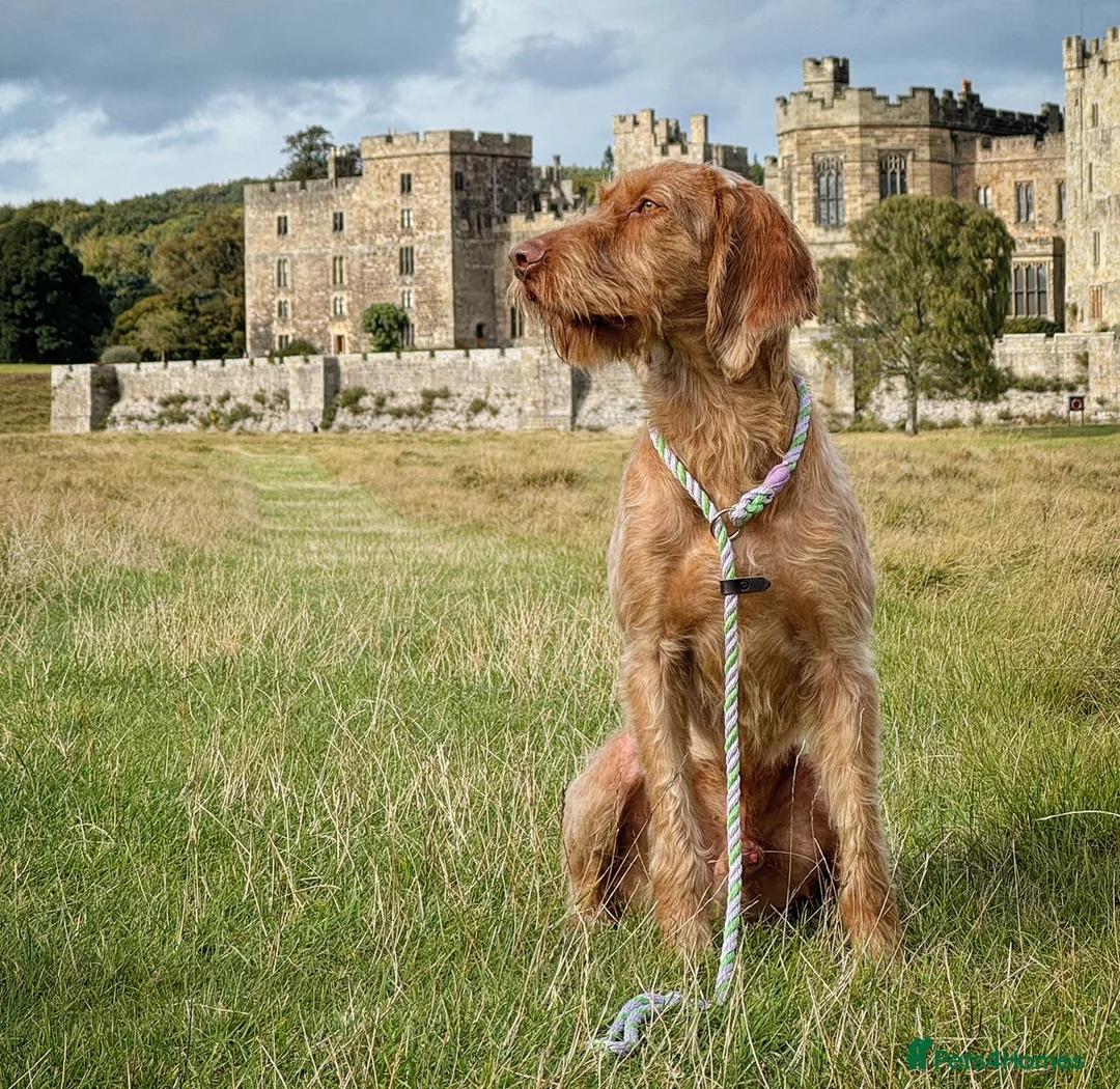 Hungarian Vizsla dogs for stud: Lovely, biddable and kind WIREHAIRED VISZLA STUD  in Durham - Advert 2