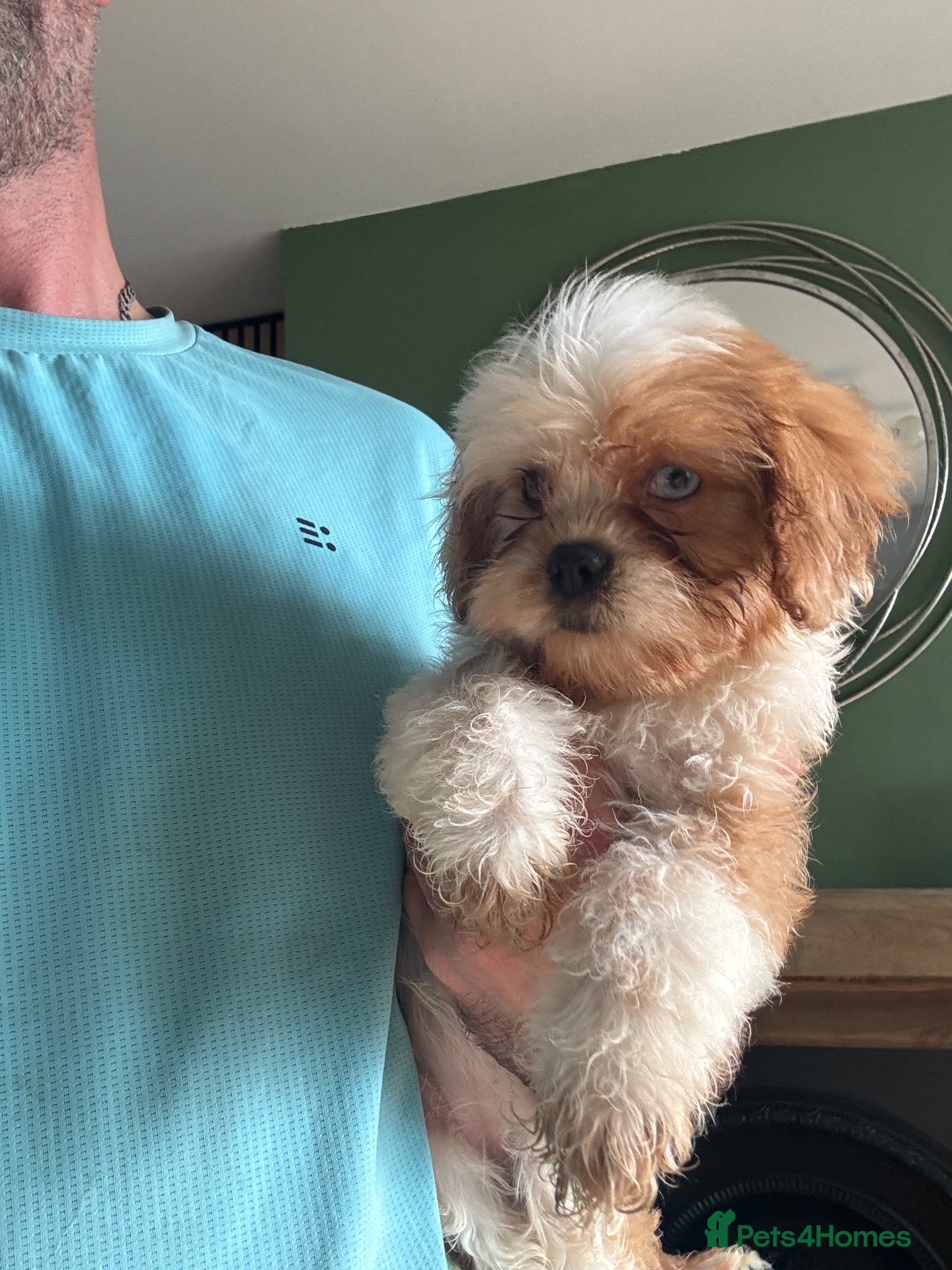Cavapoo dogs Just red and white blue eyes girl - Advert 1