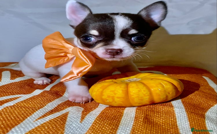 Chihuahua dogs - Advert 2