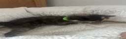 Mixed Breed cats for sale: Gorgeous playful kittens  - Advert 12
