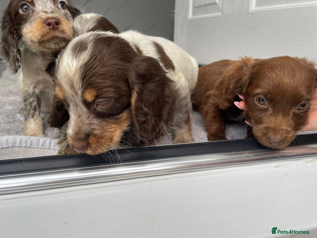 Cocker Spaniel dogs for sale: Cocker spaniel puppys - Image 2