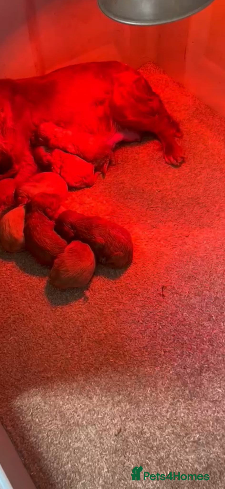 Maltipoo dogs for sale:  Fox red Quality maltipoo puppies - Advert 3
