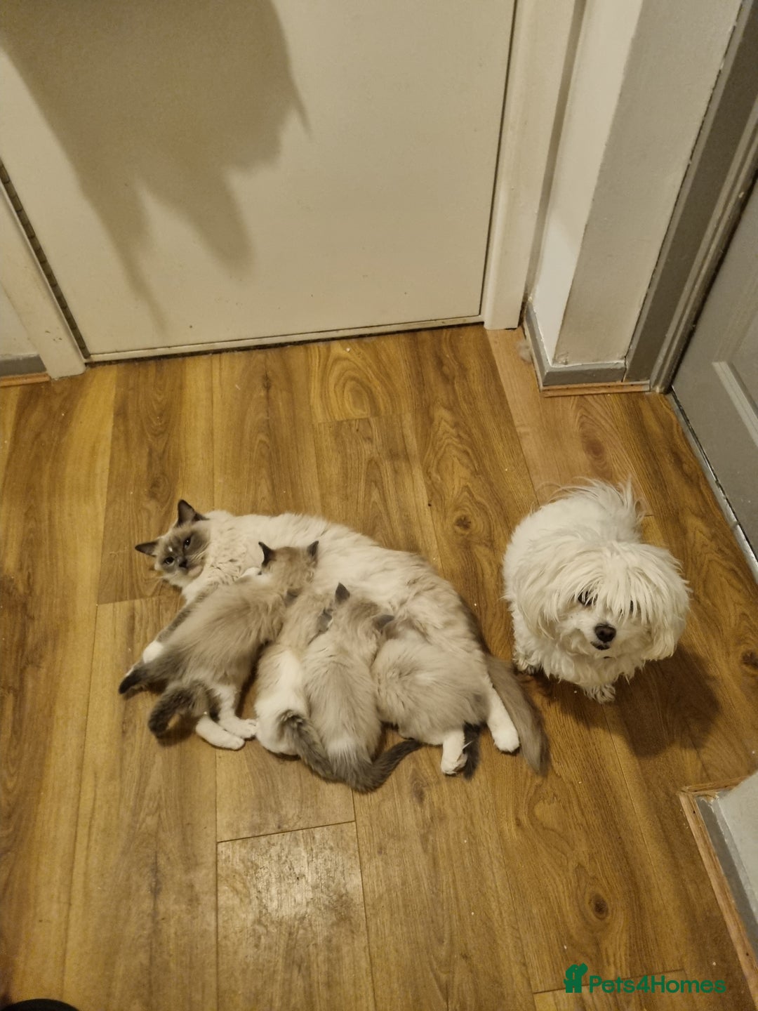 Ragdoll cats for sale: Ragdoll kittens  - Image 18