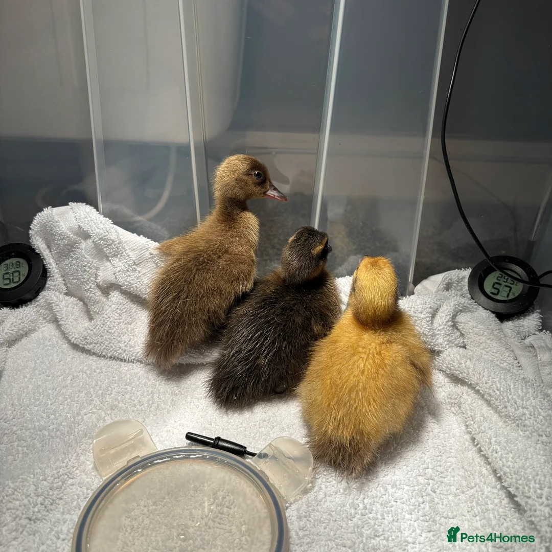 Ducks poultry for sale: Mixed breed ducklings available FREE  - Advert 1