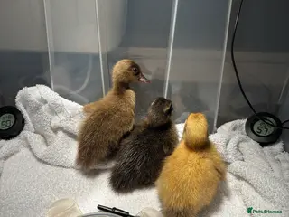 Ducks poultry Mixed breed ducklings available FREE - Advert 4