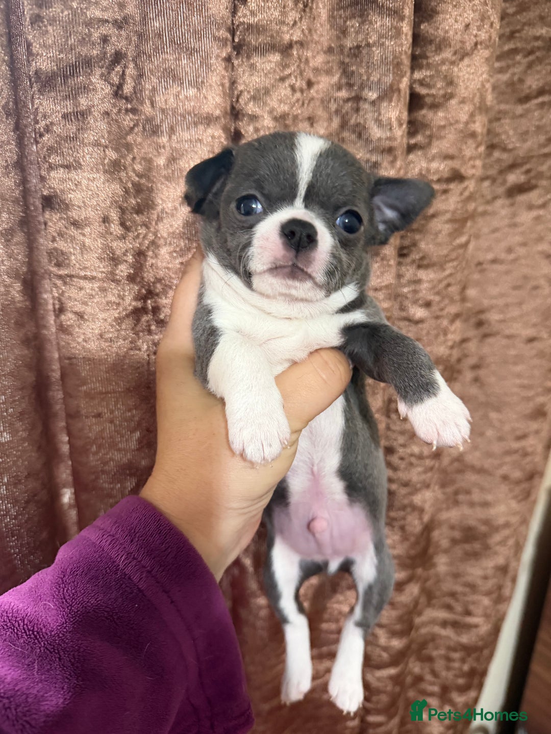Chihuahua dogs for sale: Chihuahua pups - Advert 24