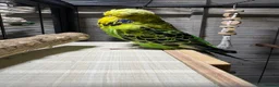 Budgerigars birds for sale: Exhibition budgies (bonded pair) - Advert 9