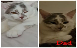 Aegean cats for sale: Aagean x bombay kittens  - Image 3