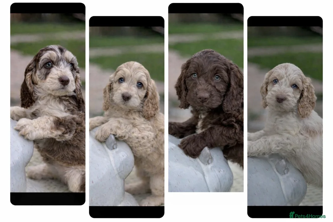 Cockapoo dogs for sale: Fabulous F1 cockapoos - Advert 2