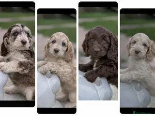 Cockapoo dogs Fabulous F1 cockapoos - Advert 5