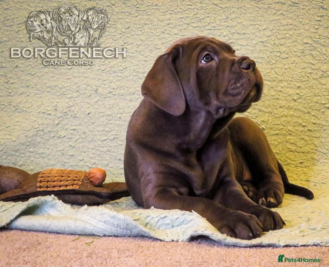Cane Corso dogs for sale:  Health-Tested Cane Corso Puppies 🐾 - Advert 8
