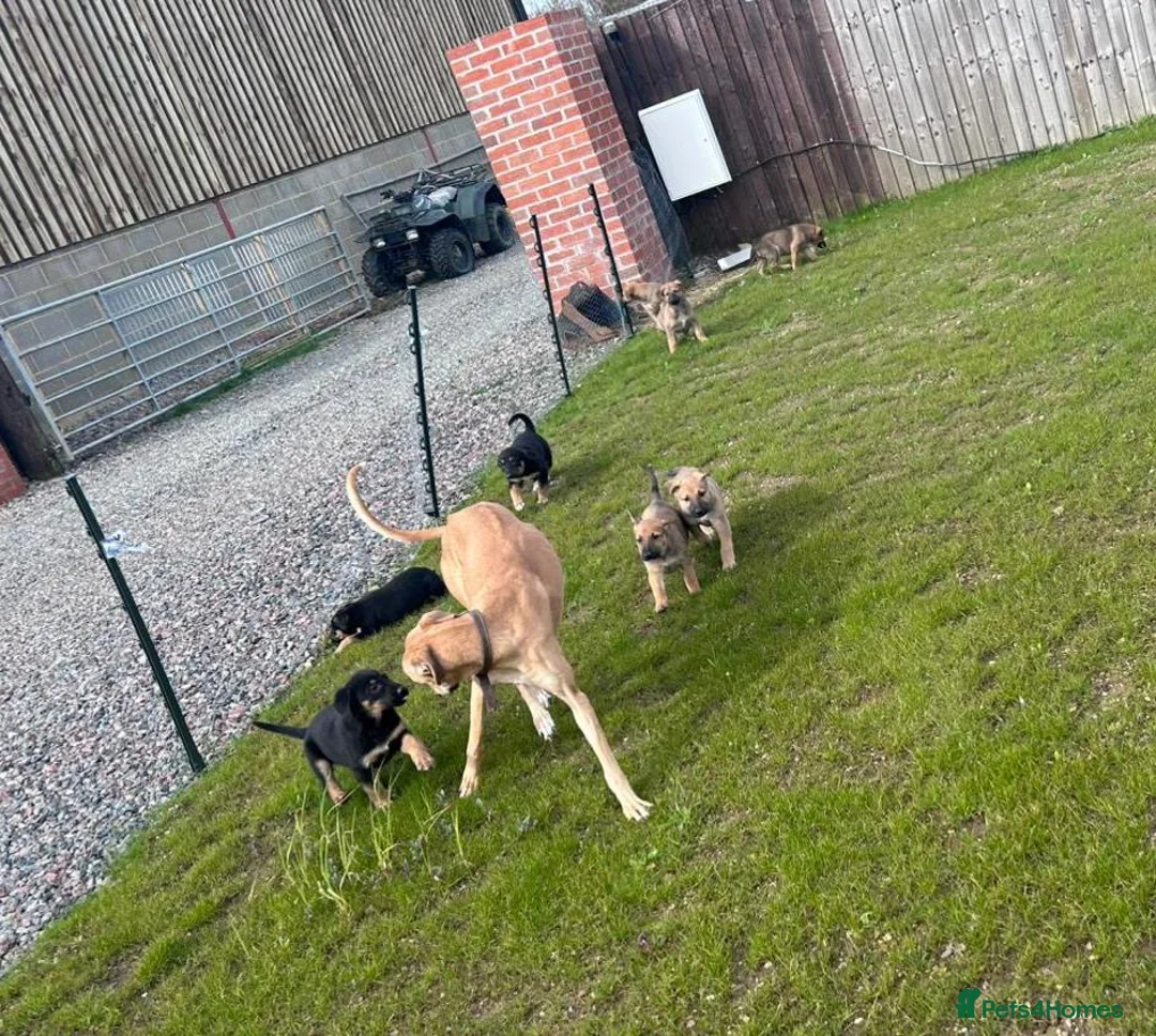 Mixed Breed dogs for sale: Beautiful German Shepard x saluki  - Advert 1