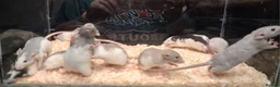 Rat rodents for sale: Baby Dumbo rats, natural, Rex , Nakeds - Advert 22