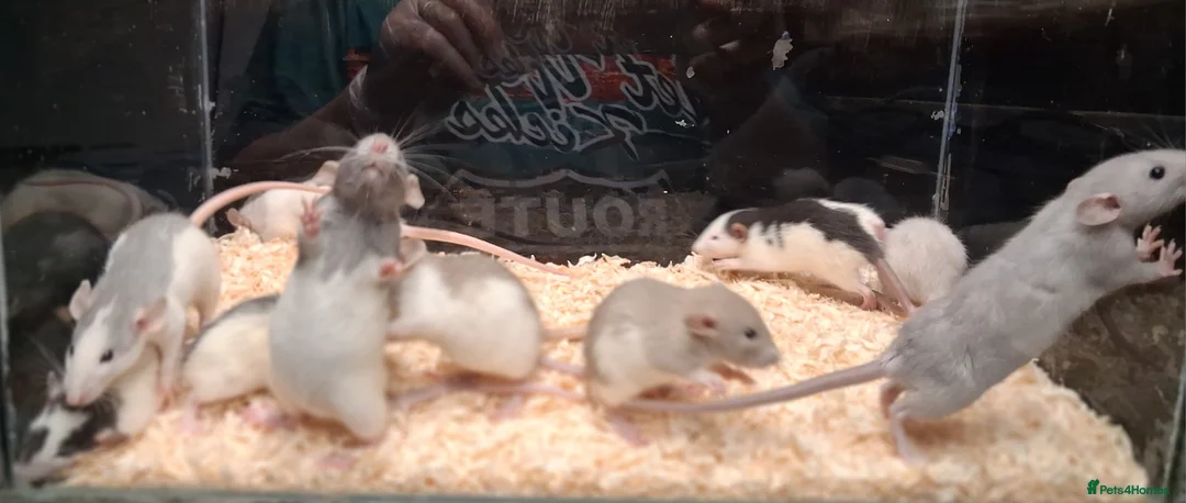 Rat rodents for sale: Baby Dumbo rats, natural, Rex , Nakeds - Advert 22