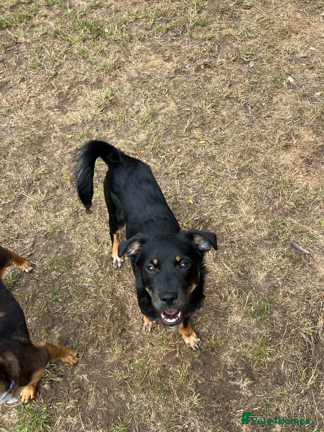 Mixed Breed dogs for adoption: Adorable Monika is ready for her forever home! - Image 5