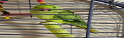 Ringnecks birds for sale: Ringneck parrot  - Advert 1