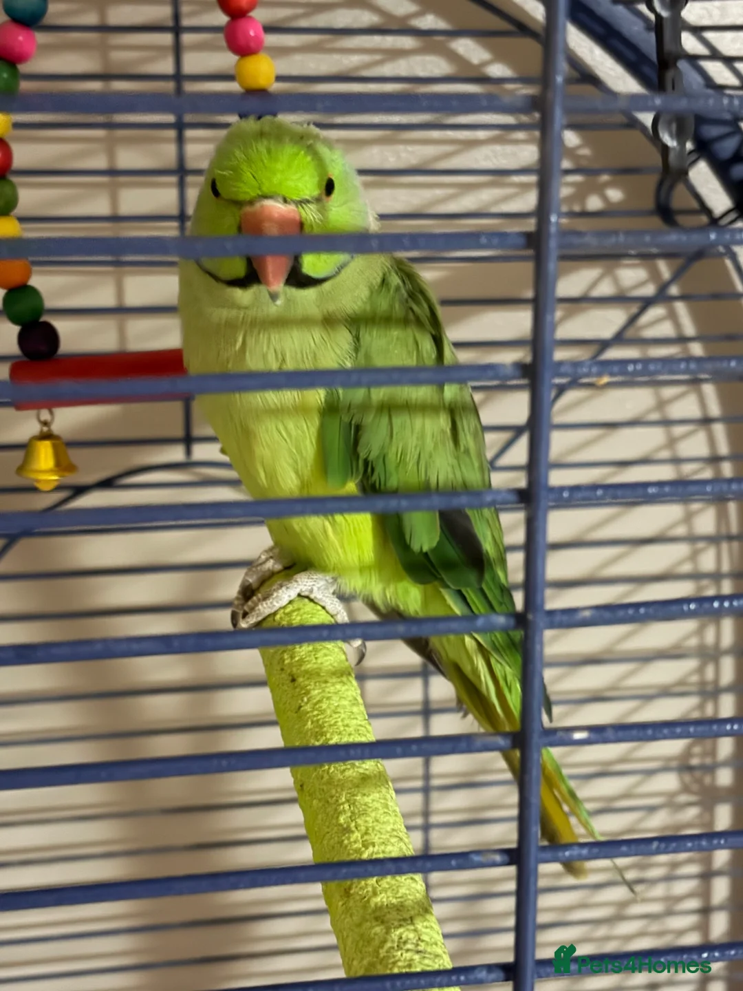 Ringnecks birds for sale: Ringneck parrot  - Advert 1
