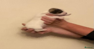 Jack Russell dogs - Advert 9