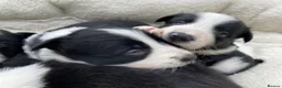 Border Collie dogs for sale: Beautiful Border Collie Puppies in Grassington - Advert 11