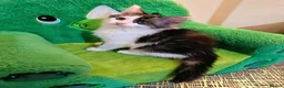 Maine Coon cats for sale: Maine Coon  - Advert 7