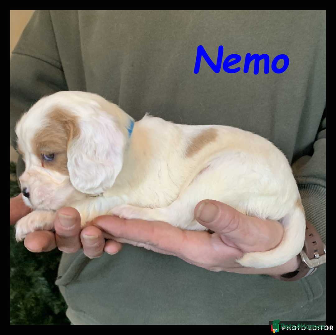 Cockalier dogs for sale: Beautiful Cockalier Pups – Loving Homes Await - Advert 37