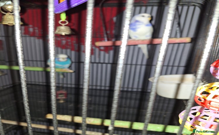 Budgerigars birds One male and one female budgies - Advert 1