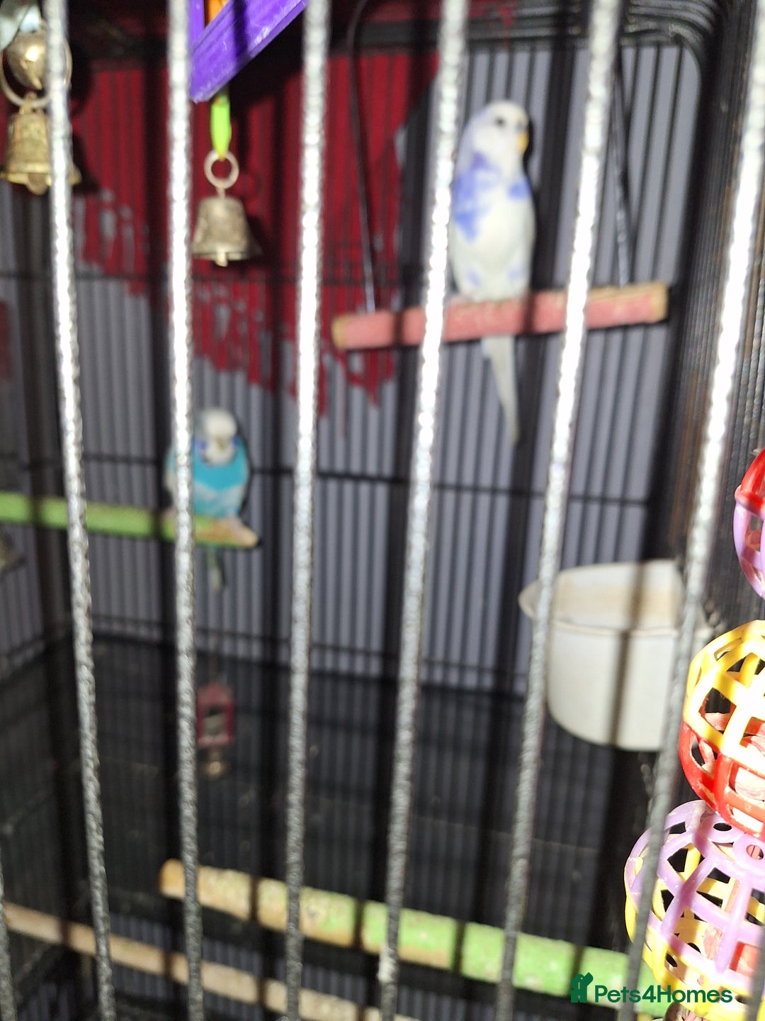 Budgerigars birds for sale: One male and one female budgies - Advert 1