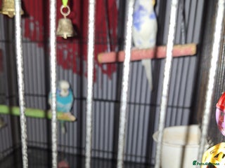 Budgerigars birds One male and one female budgies - Advert 1