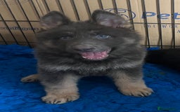 German Shepherd dogs for sale: KC Reg German Shepherd Puppies - Stunning colours  - Image 11
