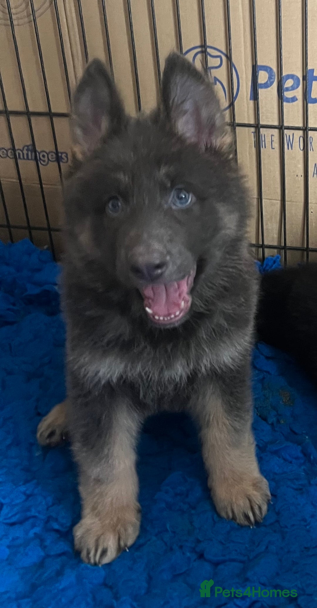 German Shepherd dogs for sale: KC Reg German Shepherd Puppies - Stunning colours  - Image 11