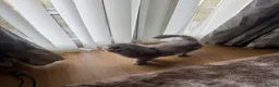 Mixed Breed cats for sale: Beautiful Fluffy Grey Long Haired Cat  in Salford - Advert 5