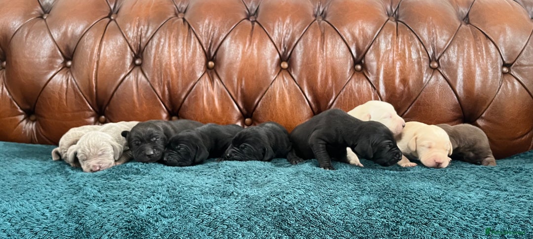 Mixed Breed dogs for sale: 6/9 F2 Weimador / Labmaraner  - Advert 4