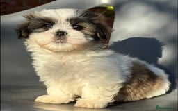 Mixed Breed dogs for sale: Beautiful Coton de Tulear x Shih Tzu puppies - Image 9