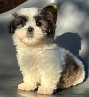 Mixed Breed dogs - Advert 5