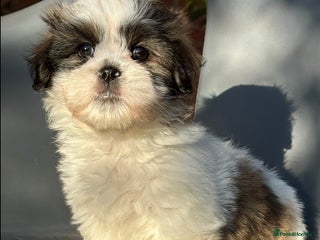 Mixed Breed dogs - Advert 20