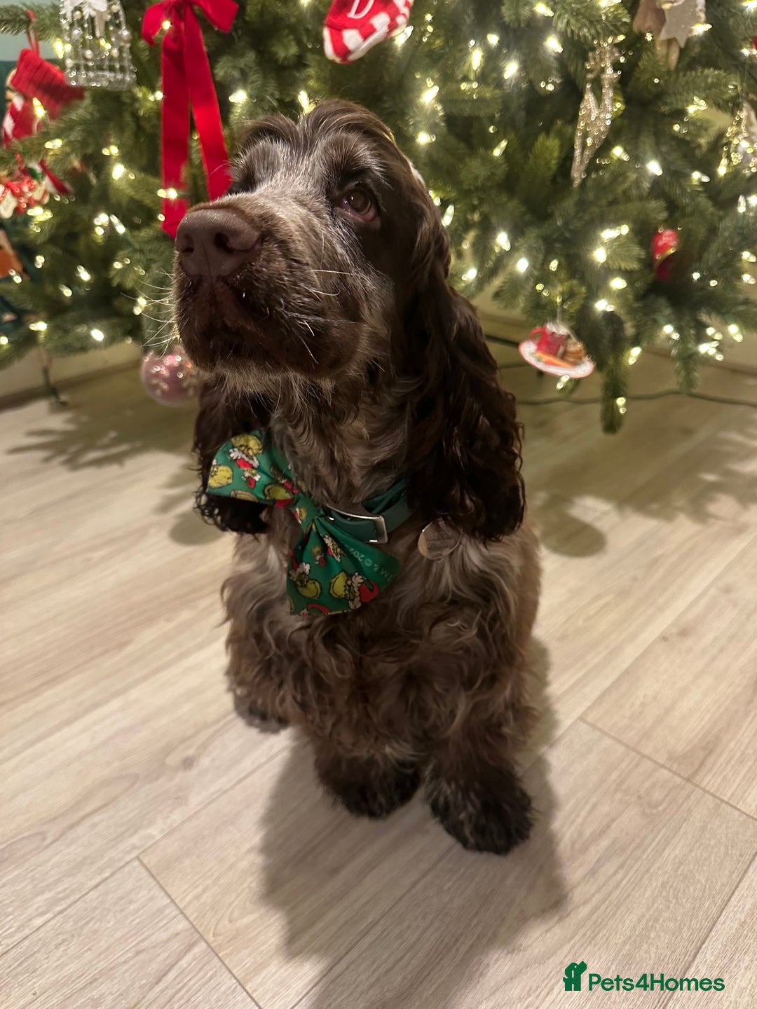 Cocker Spaniel dogs for sale: Show cocker spaniel for sale  - Advert 5