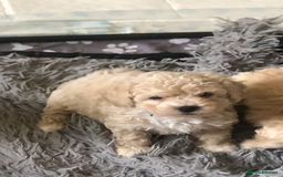 Poochon dogs for sale: Poochon pups for sale - Image 13