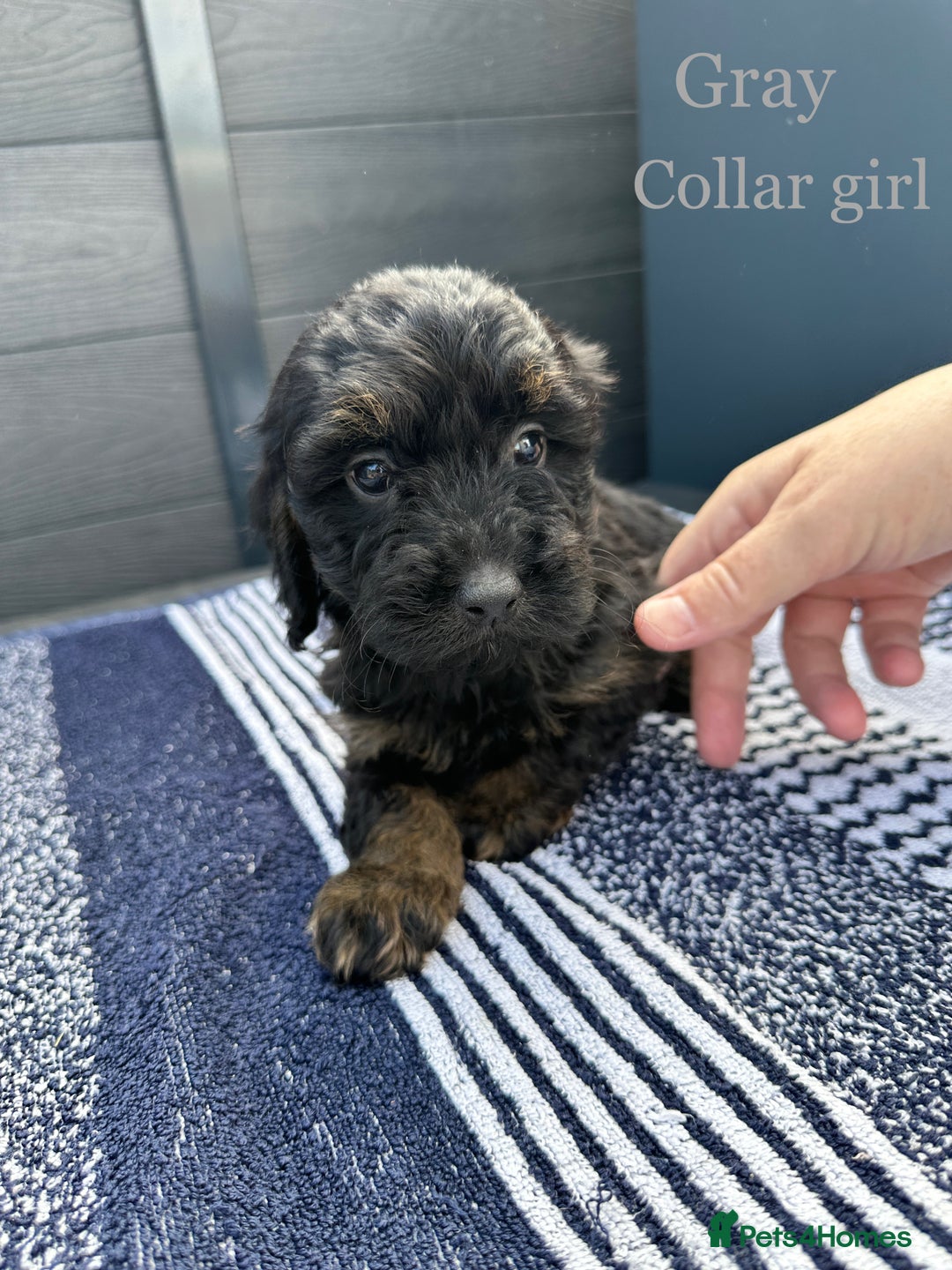 Cockapoo dogs for sale: F1 cockapoo puppies - Image 14