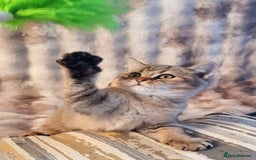 British Shorthair cats for sale: GOLDEN & COLOURPOINT BSH KITTENS, READY TO GO! - Image 19