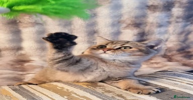 British Shorthair cats - Advert 5