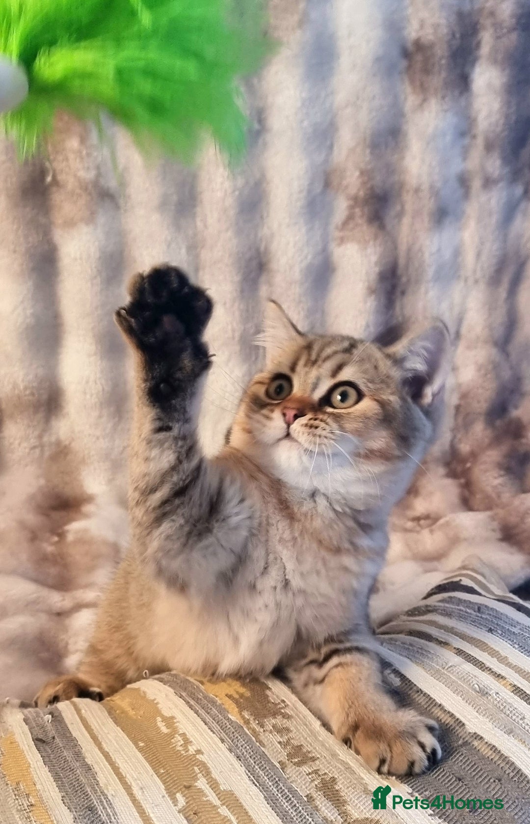 British Shorthair cats for sale: GOLDEN & COLOURPOINT BSH KITTENS, READY TO GO! - Image 19