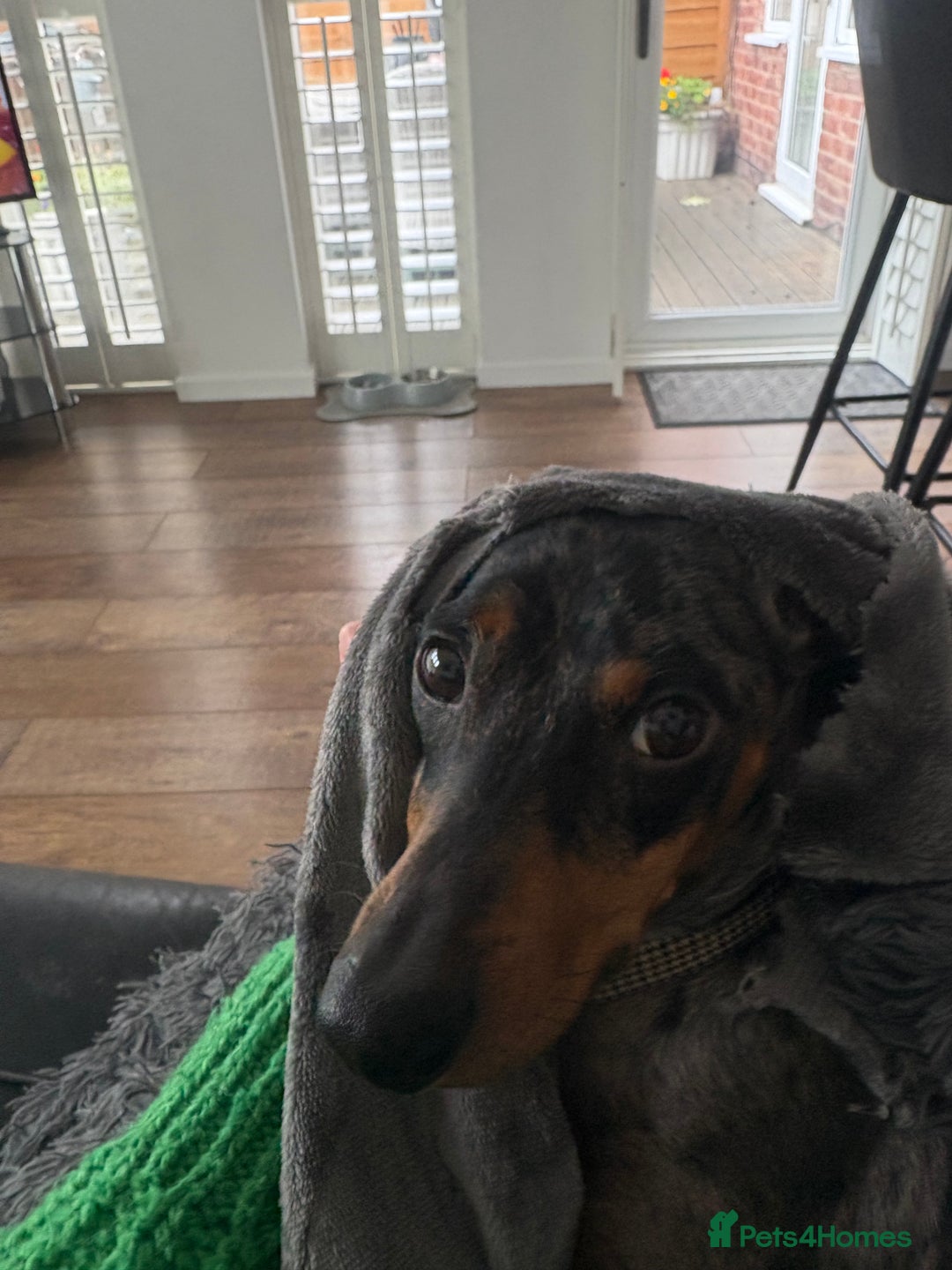 Dachshund dogs for sale: 22 month old Dapple Dachshund  - Image 3