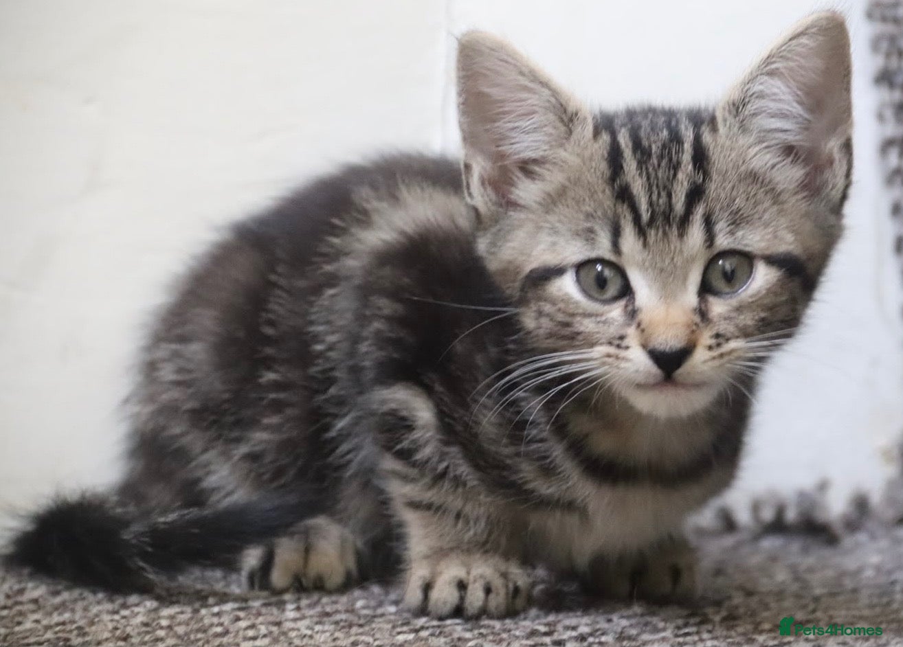 Mixed Breed cats Stunning part Siamese kittens ready now  - Advert 2